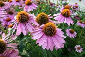 The echinacea flower, a commonly used medicinal supplement, in full bloom. 